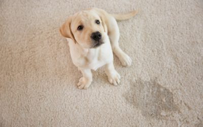 Living with Furry Friends: 4 Tips to Remove Pet Stains from Carpet